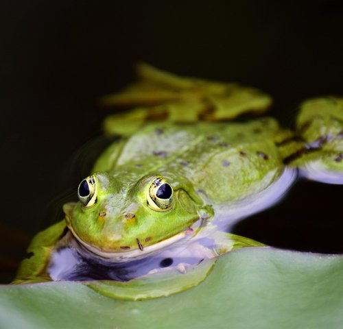 images