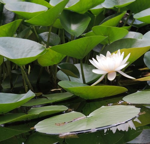 images