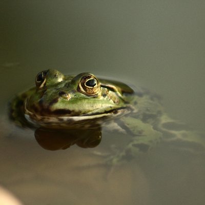 images